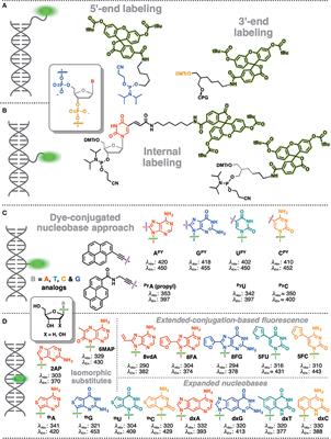 Probing of Nucleic Acid Structures, Dynamics, and Interactions With Environment-Sensitive Fluorescent Labels